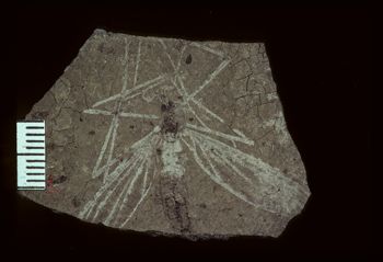 Media type: image;   Entomology PALE-1163 Aspect: full
